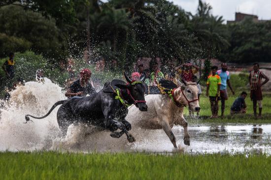 Moichara cattle race festival Herobhanga village - WB