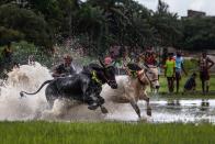 Moichara cattle race festival Herobhanga village - WB